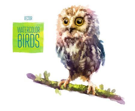 Owl watercolor bird isolated on white background. Vector illustrationのイラスト素材