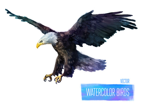Eagle watercolor  bird isolated on white background. Vector illustrationのイラスト素材