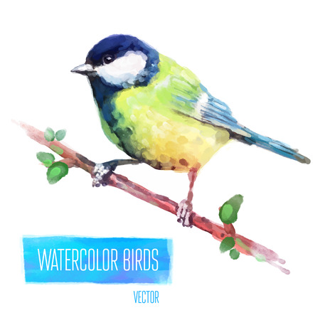 Tit watercolor  bird isolated on white background. Vector illustrationのイラスト素材