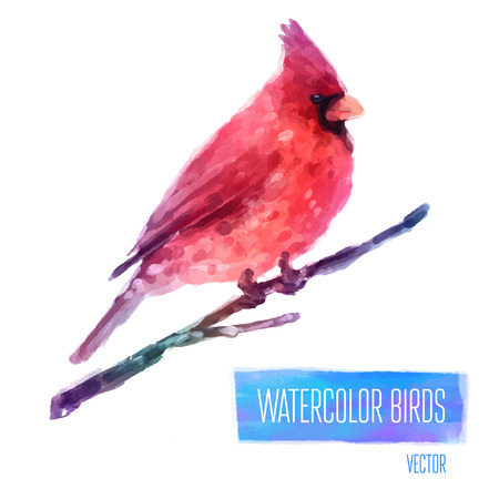 Vector Watercolor Bird Cardinal On The Branch Hand Painted Illustration isolated on white backgroundのイラスト素材