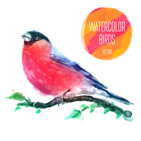 Watercolor Bird Red-capped Robin On Branch Hand Painted Illustration on white backgroundのイラスト素材