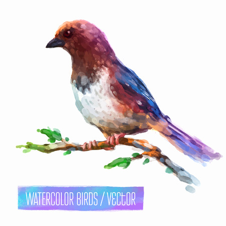 Watercolor exotic bird isolated on white background. Vector illustrationのイラスト素材