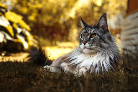 Gray Maine Coon cat resting on a green lawnの写真素材