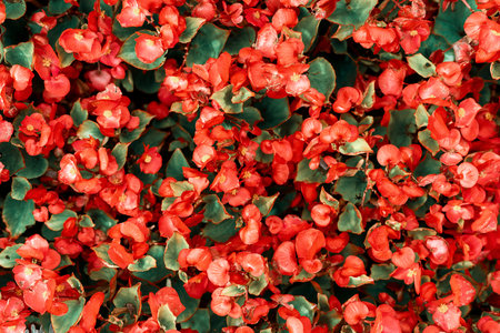 Pink flower hedge background image,beautiful flower bush background