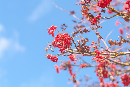 Rowan mountain ash of autumn with bright red berries against the blue sky background.の写真素材