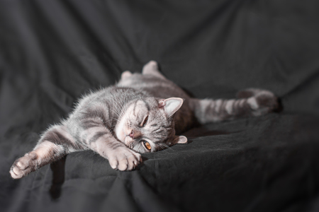 lazy striped cat lies and squints his eyes on black background.の写真素材