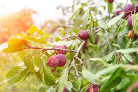Ripe plums on branch with green leaves growing in garden in sunlight.の写真素材