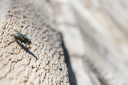 Common green bottle fly Lucilia sericata. it has blue hue, big eyes, transparent, webbed wings....