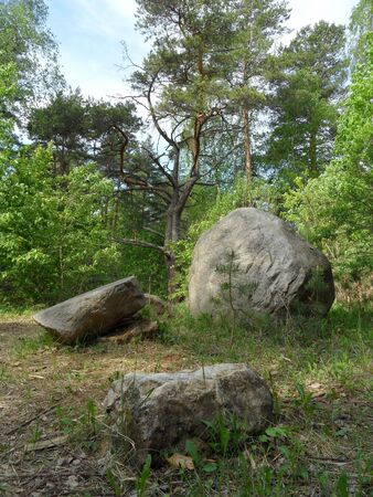 Forest in summer. Picturesque glade with large boulders in middle of coniferous and deciduous trees. Natural environment. Wild landscapes.の写真素材