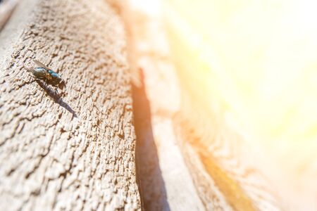 Large common green fly in the rays of the morning sun. it has blue hue, big eyes, transparent, webbed wings. insect sits on tilted, old, cracked, weathered, wooden surface casting shadow.の写真素材