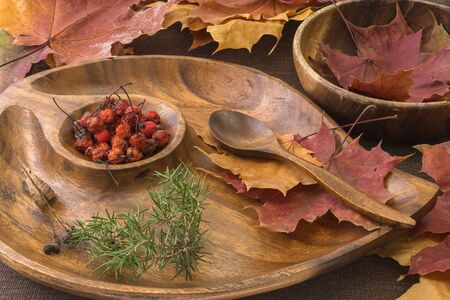 Beautiful autumn composition of multi-colored carved maple leaves, red Rowan berries in a wooden plate, juniper twigs and spoons close-up. Background for your scenery.の写真素材
