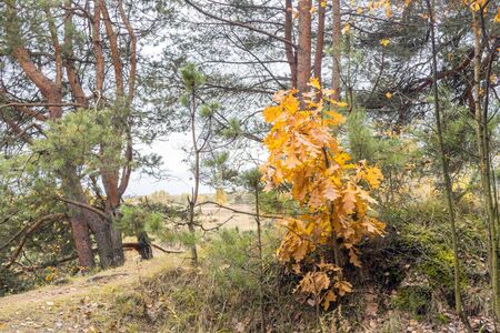 Fragment of autumn forest clearing. Yellow oak grows on hillock surrounded by huge spreading agent pines. Silence, peace and tranquility of wild nature. Natural background for scenery.の写真素材