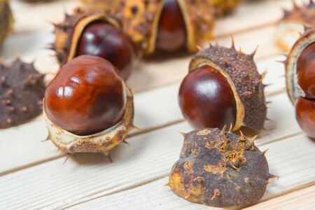 Ripe chestnut nuts in prickly shell close up on light wooden background for your design. Selective focus. side view.の写真素材
