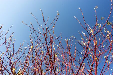 Buds and new young green leaves on red willow branches on Sunny day. Spring natural background for your design.の写真素材