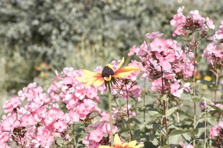 Beautiful high pink Phlox and bright Rudbeckia flower with orange red petals and dark center in summer garden close up of blurred background of greenery for your scenery, postcards, wallpaper, design.の写真素材