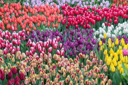 Multicolored blooming field of different varieties of tulips. Natural floral blooming background as blank for decoration greeting cards, wallpaper, design.の写真素材