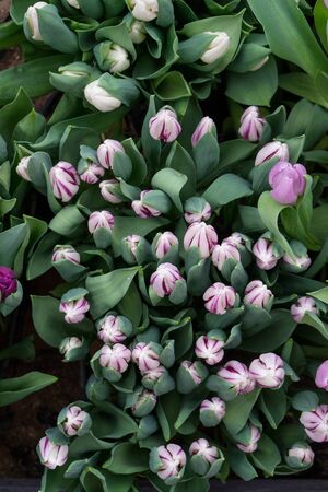 Unopened tender white-purple tulips in lush of fresh greenery. Spring floral vertical background as blank for your design. Concept of women's day, mother's day, birthday, Valentine's Day.の写真素材