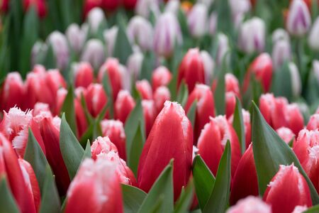 Unopened red fringed tulips closeup in fresh greenery on blurred background. Rich spring colors of nature for design. Concept of women's day, mother's day, birthday, Valentine's Day. selective focus.の写真素材