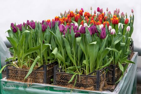 Different varieties of tulips in boxes on table in greenhouse grown for sale for holiday and landscaping of city parks and gardens at house. Wholesale and retail trade.の写真素材