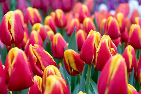 Impressive fire buds of red and yellow tulips with water drops on petals close up on blurred background. Blooming spring field for web banner and your design. selective focus.の写真素材
