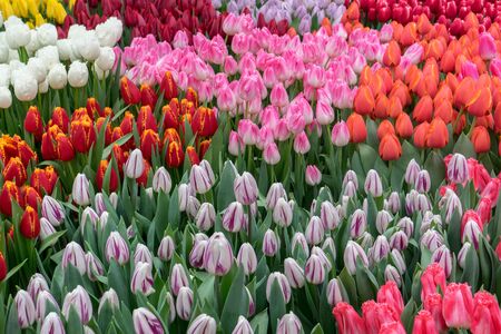 Set of tulips of different colors and varieties- red, pink, yellow, white, purple, lilac. Growing flowers for sale. Landscaping of city parks and homesteads. Landscape design.の写真素材