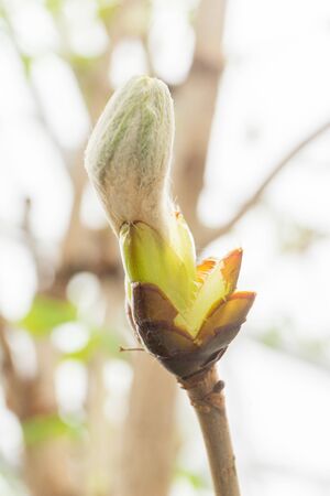 Fluffy Bud of chestnut tree in early spring close up. Blurred background. Natural backdrop for your design. soft focus.の写真素材