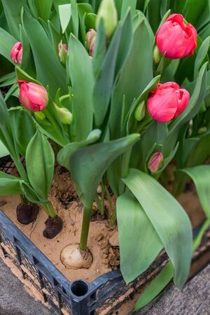 Unopened red tulips with bulbs in young juicy greens in sandy soil in box grown for sale for holiday and landscaping of city parks and gardens at house. Wholesale and retail trade.の写真素材