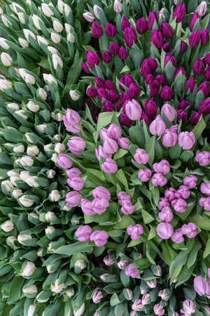 Sensitive purple lilac white tulips in lush of fresh greenery top view. Floral vertical natural background for decoration greeting cards, wallpaper, design.の写真素材