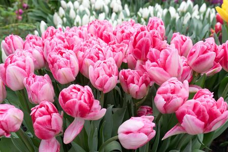 Lush double pink tulips bloomed close up in garden in spring. Blurred background.の写真素材