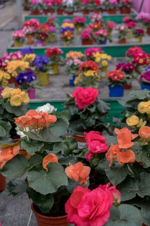 Blooming orange, yellow, red begonia bushes with fluffy flowers and bright Primula in flower pots in greenhouse are ready for sale. Wholesale and retail trade. selective focus.の写真素材