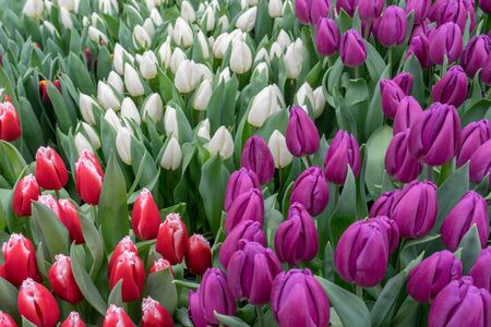 Exquisite spring background of flowers of tulips for decoration greeting cards, wallpaper, design.の写真素材