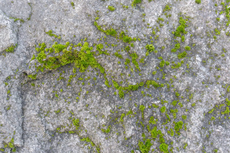 Gray stone surface covered with green rare moss. Relief and texture of stone with patterns and vegetation. Natural background for your design.の写真素材