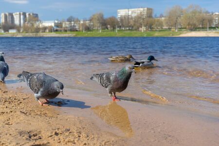 flock of wild dove and ducks on the embankment. concept of wildlife life in a big city.の写真素材