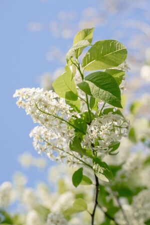 Branches of blossoming bird-cherry in spring. Romantic floral background.の写真素材