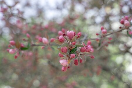 blooming Apple tree branch with pink flowers in spring, selected focus.の写真素材