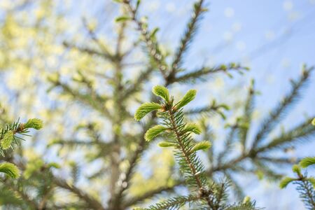 Green spruce branch with young shoots on sunny day. Spring natural background.の写真素材