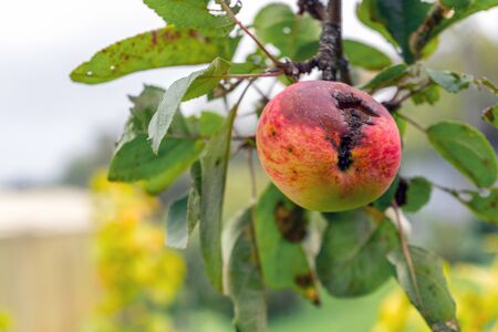 Branch of Apple tree with rotten hole by ripe reddened Apple. Crop damage by pests or birds. Autumn natural background.の写真素材