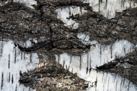 Structure of a birch bark a close up.の写真素材