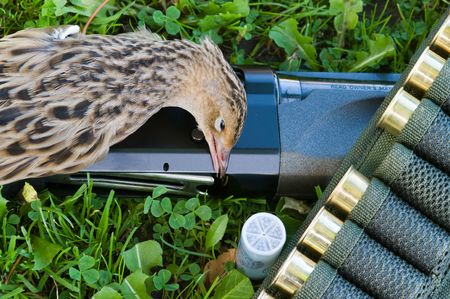 Shot-gun ammunition belt with cartridges and corn-crake on a grass close upの写真素材