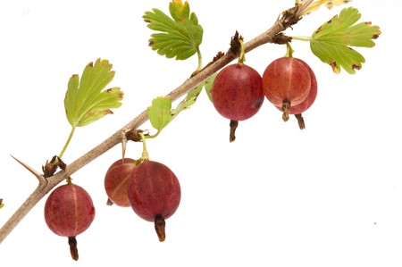 Gooseberries on a branch close-up isolated on a white background.の写真素材