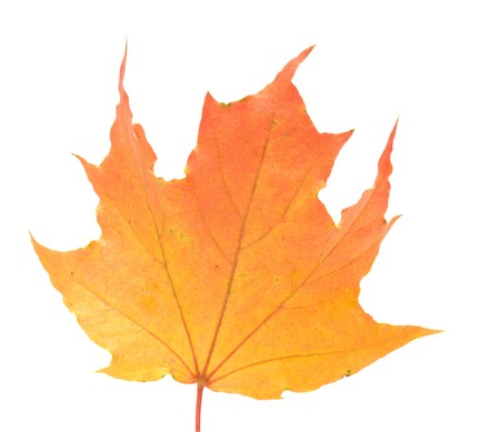 Autumn maple leaf it is isolated on a white background.の写真素材