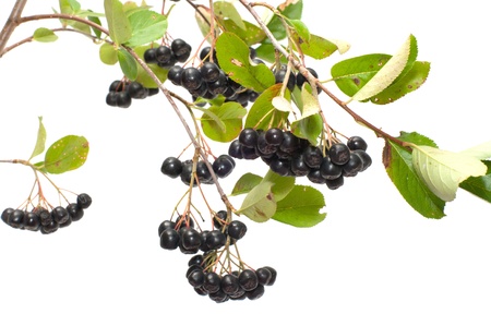 Branch black chokeberry close up it is isolated on a white background.の写真素材