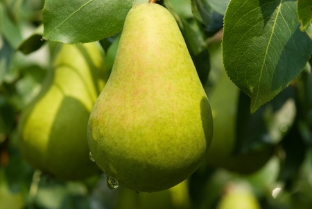 Ripe pear hangs on a tree close up.の写真素材