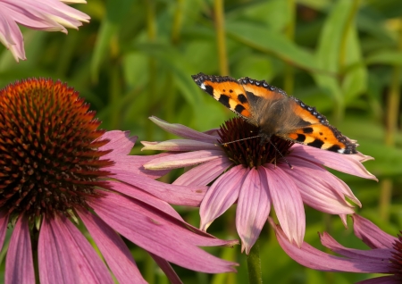 Butterfly the small tortoiseshell on a coneflower の写真素材
