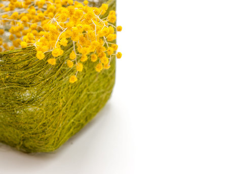 Closeup of mimosa flowers in green straw box on white background