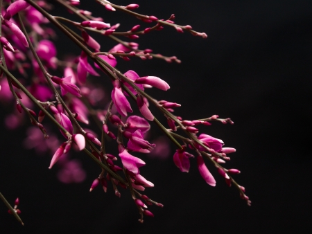 Close up  of little genista pink flowers on black backgroundの写真素材