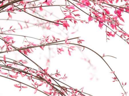 Little pink genista flowers on white background