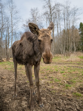 melancholic sad elk moose animal in spring forestの写真素材