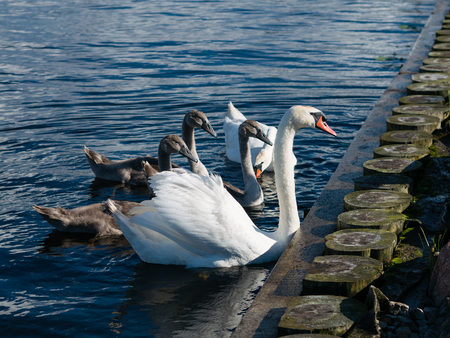 White and Grey Swan family of five on blue waterの写真素材