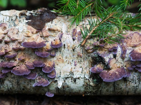 magical forest violet timber fungus on birch treeの写真素材